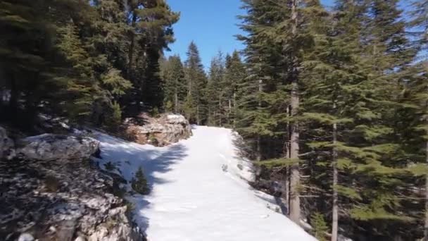 Vista Estrada Florestal Passando Por Árvores Cobertas Neve Fresca Caminho — Vídeo de Stock