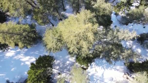 Vista Aérea Pinos Cubiertos Nieve Invierno Montaña Bosque Helado Vista — Vídeo de stock