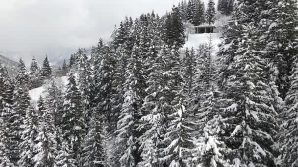 Αεροφωτογραφία Του Δασικού Τοπίου Μετά Την Πρώτη Χιονόπτωση Πευκοδάσος Χειμώνας — Αρχείο Βίντεο