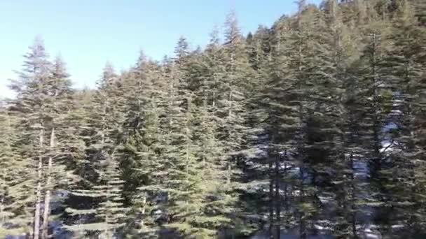 Εναέρια Άποψη Του Χιονισμένου Δάσους Και Ορεινό Τοπίο Κορυφή Ενός — Αρχείο Βίντεο