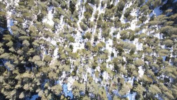 在冬天用无人机从鸟瞰中捕捉到厚厚的雪地森林 积雪覆盖一切 冬天很冷 — 图库视频影像