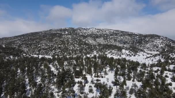 Заморожені Дерева Вершині Гори Вкриті Білим Снігом Холодний Сонячний День — стокове відео