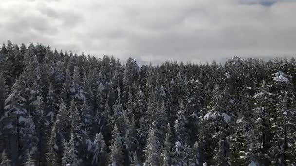 Vue Aérienne Arbres Gelés Sommet Une Montagne Recouverts Neige Blanche — Video