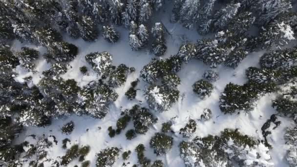 Vista Aérea Del Bosque Nevado Paisaje Montaña Invierno Montaña Bosque — Vídeos de Stock