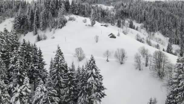 Widok Powietrza Zaśnieżony Szczyt Góry Sezonie Zimowym Krajobraz Sosen Pokrytych — Wideo stockowe