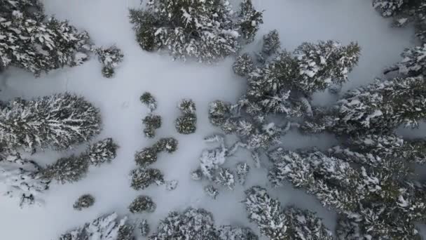 Orman Cubierto Nieve Corre Través Del Bosque Las Montañas Través — Vídeos de Stock