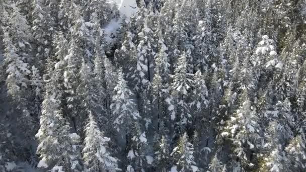 冬は雪に覆われた森のモミの木のすべての枝の空中ビュー 凍結の森 山の冬 — ストック動画