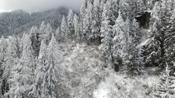 雪の木のある冬の森空中ビュー 冬の自然 凍結した川と空中ビュー 白い雪で覆われた木 — ストック動画