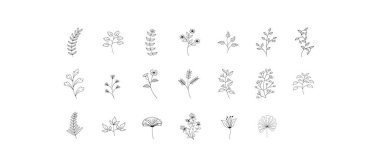 Black and white illustration ginkgo biloba, ginko, eucalyptus, maple, oak, herbs. Vector leaves branches set isolated on transparent background. Decorative vintage elements for decoration collection