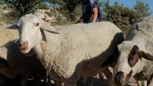 Herder Die Schapen Schapen Hoeden Landbouw Veeteelt Vervoert Dorpsleven — Stockvideo