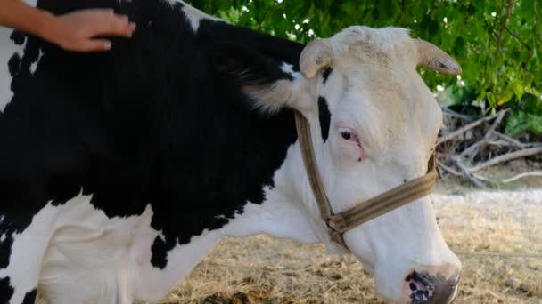 热爱牛的男人 爱小牛犊的男人 人与动物的友谊 乡村生活 — 图库视频影像