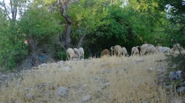 Dağda yem yiyen yünlü koyun sürüsü, tarım ve çiftlik hayvanları, koyun sürüsü.
