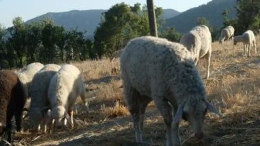 Yerden yemek yiyen koyun sürüsü, yünlü kuzular birlikte dolaşır, eti için üretilen hayvanlar, yeşil alanda üretilen koyunlar, tarım ve çiftlik hayvanları 