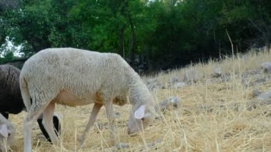Tek başına otlayan koyunlar, birlikte dolaşan yünlü kuzular, eti için üretilen hayvanlar, yeşil alanda yetişen koyunlar, tarım ve çiftlik hayvanları. 