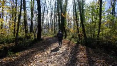 Sırt çantalı genç bir adam, güneşli bir günde ormanda ağaçların arasında yol boyunca yürür, yolda kahverengi yapraklar