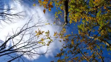 Yerden çekilmiş ağaç ve gökyüzü, sonbaharda sarı yapraklı ağaçların manzarası, bulutlu açık gökyüzü videosu