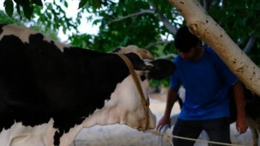 Siyah-beyaz ineği seven genç adam, emziren memeliler, ağaca bağlı süt ineğine sevgi gösteren.