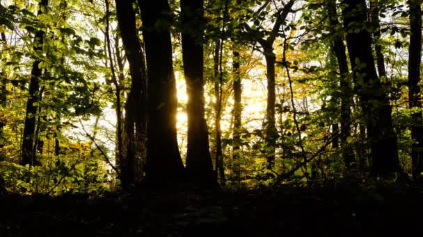 Jeune Homme Courant Dans Une Forêt Déserte Regardant Autour Lui — Video