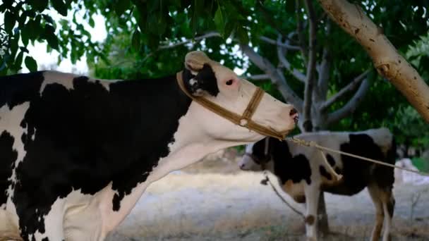 Kráva Milující Farmářská Videa Obraz Krávy Přivázané Stromu Provazem Mazlení — Stock video