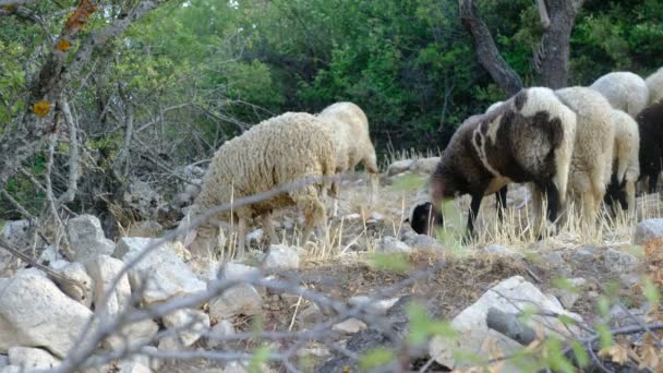 Pastoreo Ovejas Negras Rebaño Ovejas Lanudas Comiendo Forraje Montaña Agricultura — Vídeos de Stock
