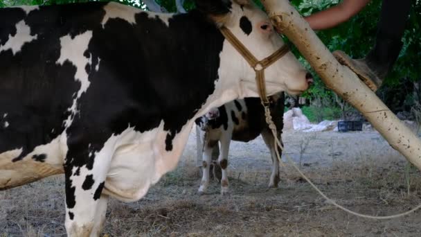 Kodälskande Jordbrukare Nötkreatur Och Mjölkdjur Trädbundna Kor Koldioxidavtryck Jordbruk Och — Stockvideo