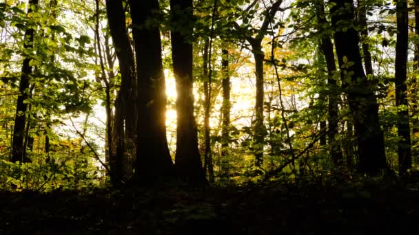 日当たりの良い森の木々の間を歩く若者のシルエット 午後の光の木 自然環境 — ストック動画