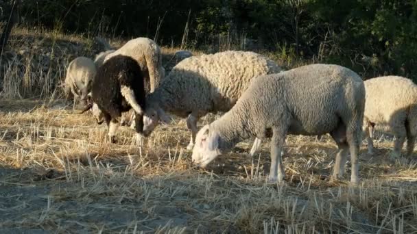 Flock Sheep Ram Eating Ground Woolly Lambs Roam Together Animals — Stock Video
