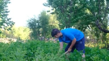 Yeşil çim kazan genç adam, çimleri kazan çiftçi, tarlada çalışan genç adam.