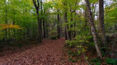 Orman manzarası boyunca çekilen sonbaharda ağaçların yaprakları sararır ve düşer, doğa manzarası...