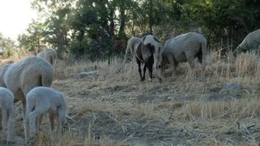 Yerden yiyen koyunlar, birlikte dolaşan yünlü kuzular, etleri için üretilen hayvanlar, yeşil alanda yetişen koyunlar, tarım ve çiftlik hayvanları. 