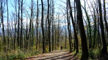 Sportif genç adam sonbaharda solmuş ormanda yürüyor. Ağaçların arasından geçen toprak yolda sarı yapraklar var.
