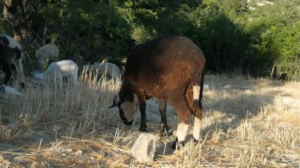 Koyun Otlatma Tarlası Tarlada Otlayan Hayvanları Güden Koyun Sürüleri Için — Stok video