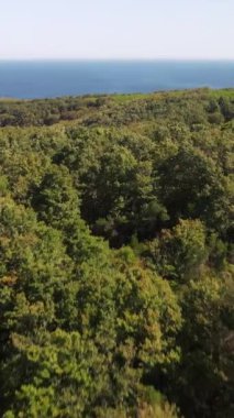 Ladin kozalaklı ağaç tepelerinde uçan insansız hava aracı görüntüsü, yüksek kalitede doğa arkaplan görüntüsü.