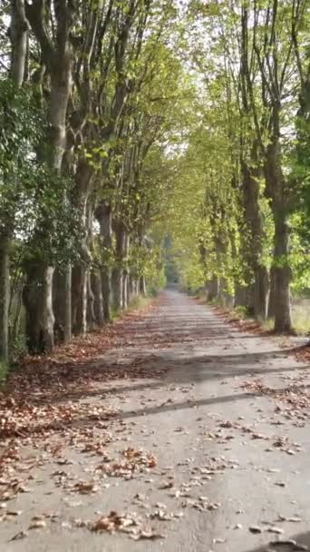 Autumn Road Covered Trees Both Sides Aerial View Drone Shot — Vídeo de Stock