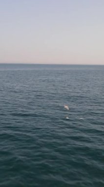 Denizin üzerinde uçan kuş sürüsü görüntüsü, denizin üzerinde birlikte uçan kuşların inanılmaz görüntüsü, Göksu Delta 'daki kuş cenneti kuşları.