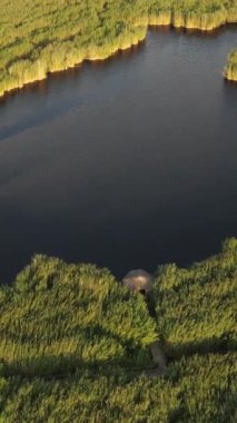 Sazlık kaplı bir göl ve yemyeşil bir doğa, insansız hava aracı ile harika bir hava manzarası.