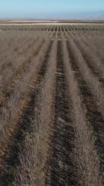 Drone view of dry apple orchard taken in autumn, dwarf fruit trees falling leaves, planted orchards in agriculture in winter, image of apple trees planted in rows