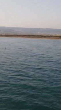 Drone view of flock birds flying over the sea, amazing view of birds flying together over the sea, bird paradise birds in Goksu Delta