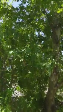 Güneş ışığı tarafından çekilen bir çınar ağacı drone 'la birlikte yükselir ve muhteşem bir orman manzarası ve kayalık bir zemin oluşturur.