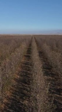 Drone view of dry apple orchard taken in autumn, dwarf fruit trees falling leaves, planted orchards in agriculture in winter, image of apple trees planted in rows