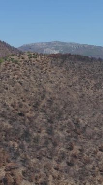 Çam ağaçları, ağaçlar ve kurumuş toprak orman yangını tarafından tahrip edilmiş bir tepenin yamacında rüzgarda dalgalanan bir bayrak.