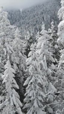 Kışın karla kaplı çam ormanından geçen yol ve tünelin havadan görünüşü, kışın kar yağar.