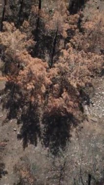 Çam ağacı manzarası, büyük çam ağaçları ve kurumuş toprakla kaplı orman yangınından sonra kurumuş ağaçların havadan drone görüntüsü.