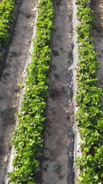 Topraktan yapılmış sıra sıra görüntüler, çilek tarlası, tarım bahçesi manzarası, sıra sıra çilek bahçesi.
