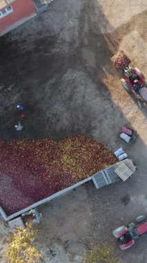 Toplanan renkli elmaların traktörden kamyona taşınması, çiftçilerin meyve transferi için çalışması, depolanan elmaların kamyona aktarılması