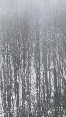 Sisli karlı orman, karlı havada drone, ormanda sisli hava, büyük ağaçlarla kaplı orman manzaralı soğuk karlı bir günde