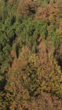 Ormanda sonbahar, sık bir ormanın üzerindeki insansız hava aracının yeşil ve turuncu yapraklı ağaçlarla kaplı manzarası, ormandaki sonbahar manzarası.