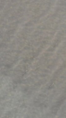 Sığ sularda oynayan balıkların insansız hava aracı görüntüsü, dalgalı deniz suyunda balık görüntüsü, karada yüzen balıkların görüntüsü.