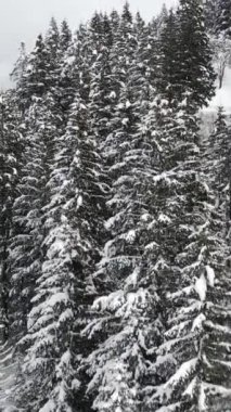  Çam ağacı ormanındaki ilk kardan sonra orman manzarası, kış soğuk ve karlı, dağlarda kar bazen yolu tıkıyor.