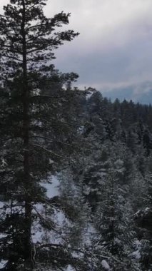 Karlı sıra ormanlarının tepesinden insansız hava aracı görüntüsü çam ağaçlarının arkasından, kışın kozalaklı ormanın panoramik görüntüsü